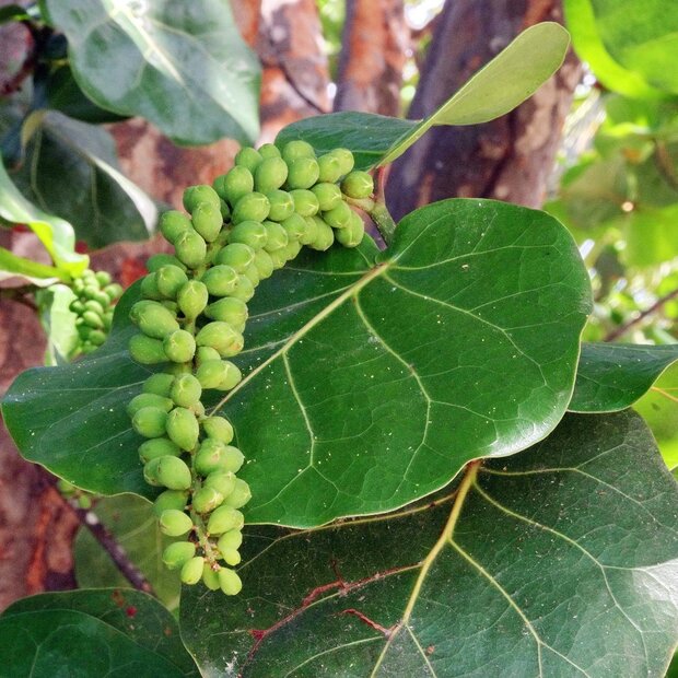 Zeedruif (Coccoloba uvifera)