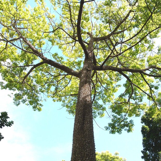 Kapokboom (Ceiba pentandra)