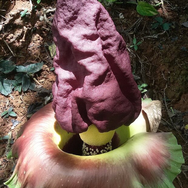 Olifantenyam (Amorphophallus paeoniifolius)