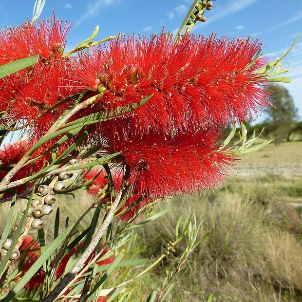 Rode lampenpoetser (Callistemon phoeniceus)