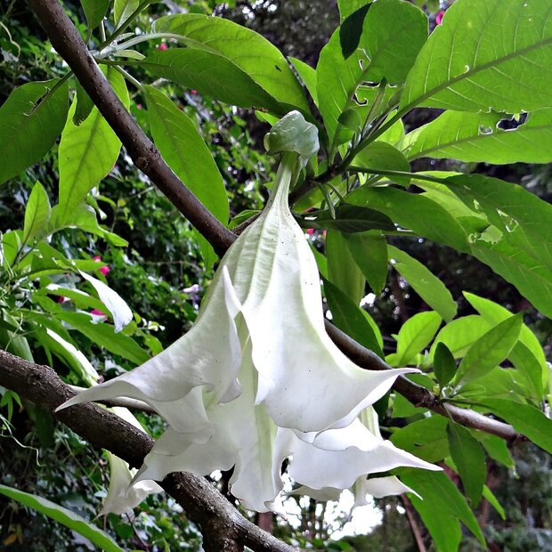 Engelentrompet (Brugmansia arborea)