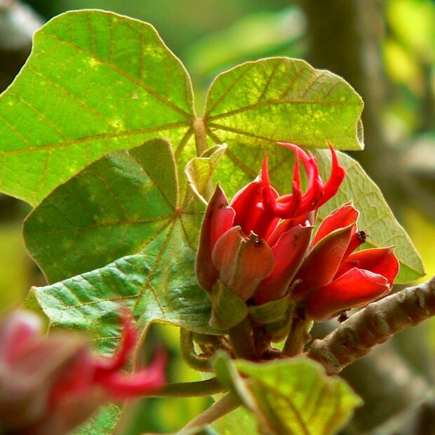 Apenhandboom (Chiranthodendron pentadactylon)