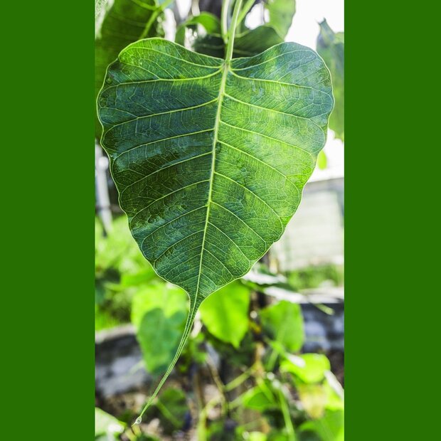 Bodhiboom (Ficus religiosa)