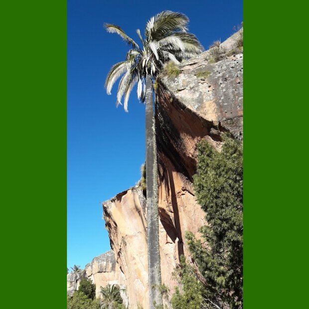 Boliviaanse bergkokosnoot (Parajubaea torallyi var. microcarpa)