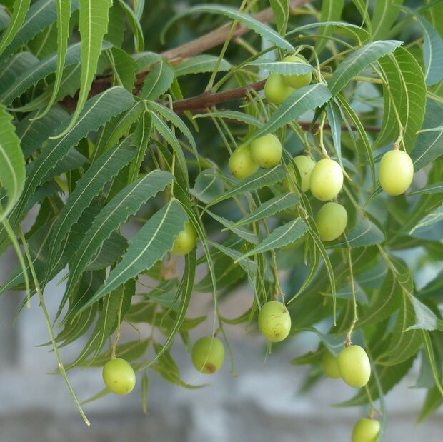 Neem (Azadirachta indica)