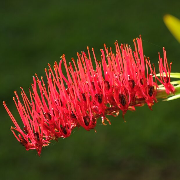 Poor Knights-lelie (Xeronema callistemon)