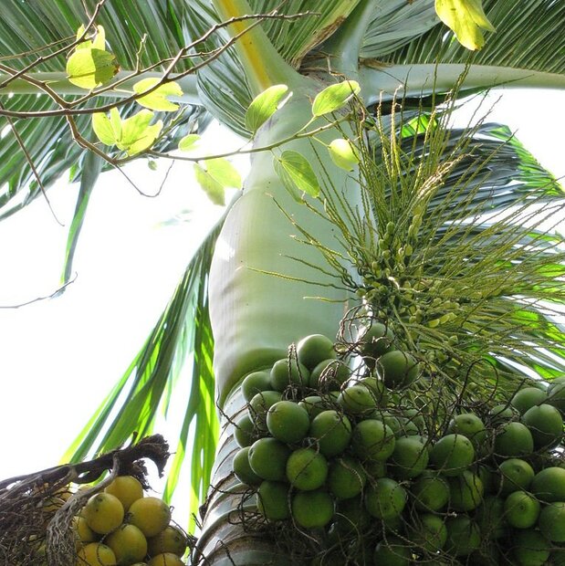 Betelpalm (Areca catechu)