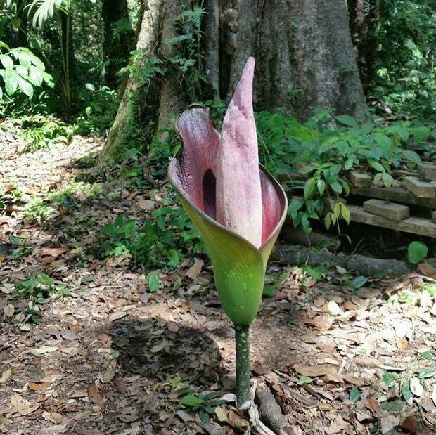 Hewitt's aronskelk (Amorphophallus hewittii)