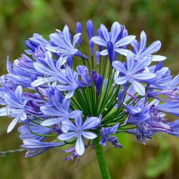 Afrikaanse lelie (Agapanthus praecox)