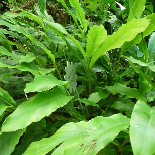 Kardemom (Elettaria cardamomum)