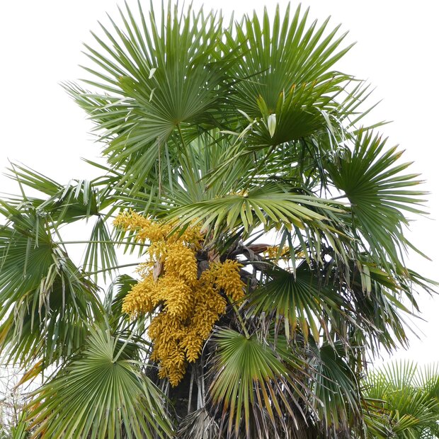 Chinese waaierpalm (Trachycarpus fortunei)