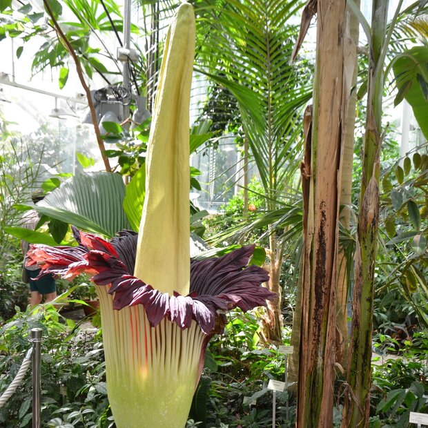 Reuzenaronskelk (Amorphophallus titanum)