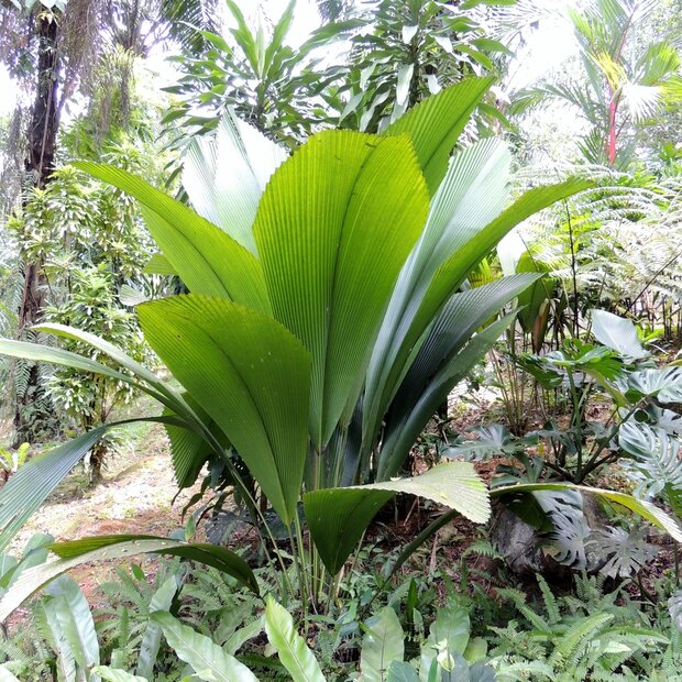 Joey-palm (Johannesteijsmannia altifrons)