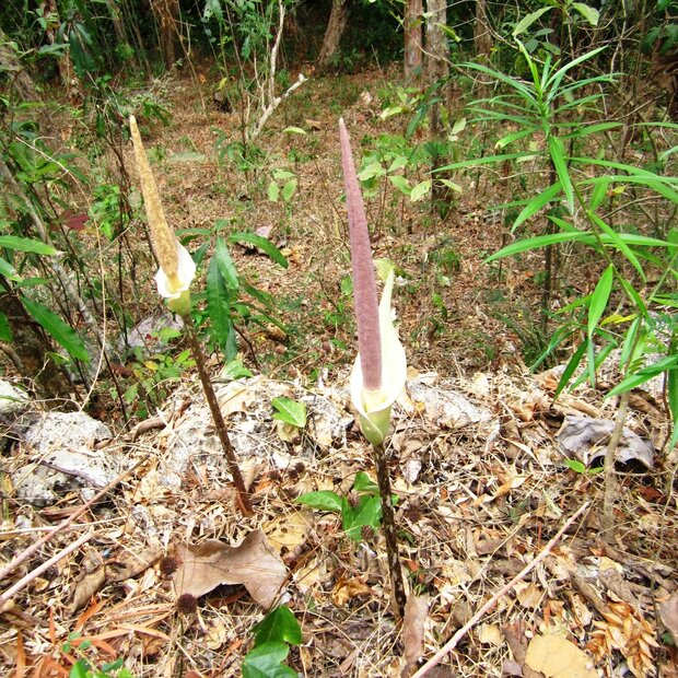 Aronskelk (Amorphophallus variabilis)
