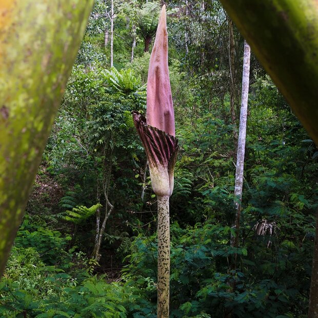 Aronskelk (Amorphophallus gigas)