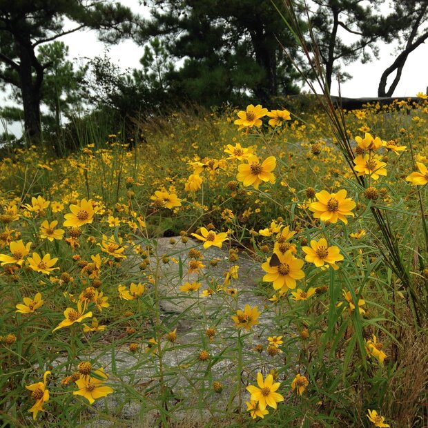 Porter's zonnebloem (Helianthus porteri)