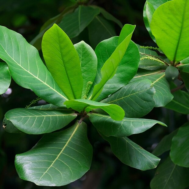 Indiase amandel (Terminalia catappa)