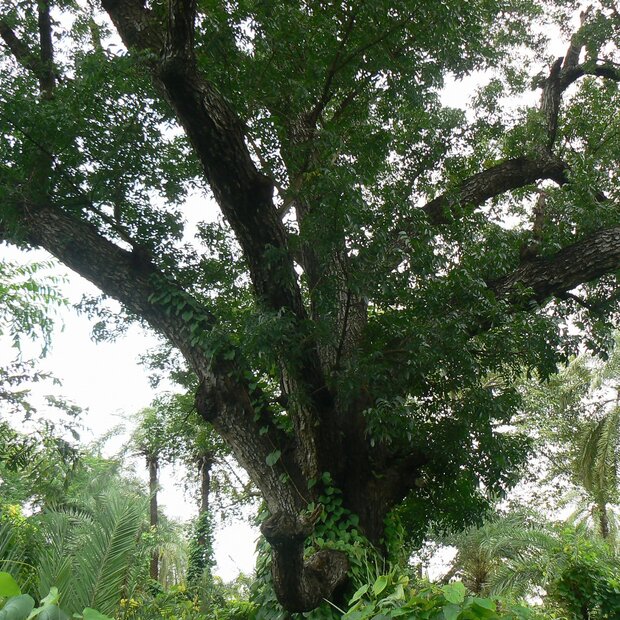 Mahonie (Swietenia mahagoni)