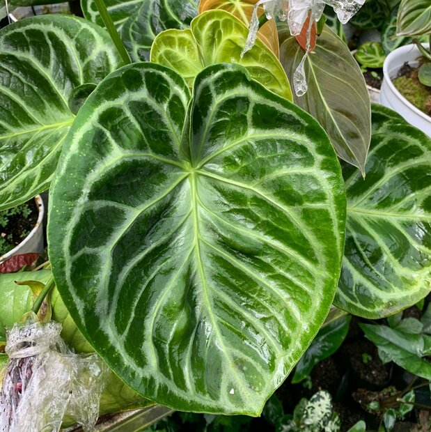 Anthurium (Anthurium crystallinum 'Dorayaki')