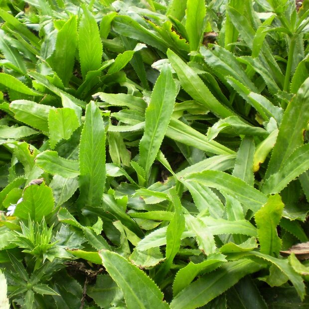 Mexicaanse koriander (Eryngium foetidum)