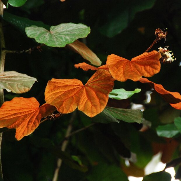 Goudblad Bauhinia (Phanera aureifolia)