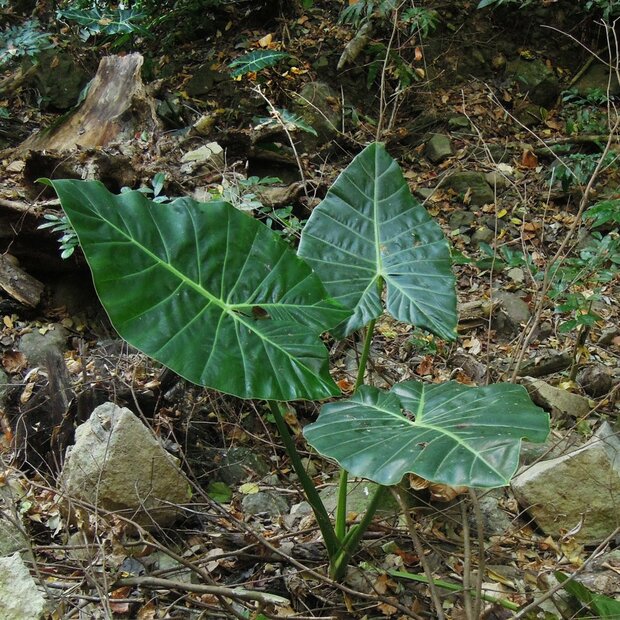 Balgooy's Alocasia (Alocasia balgooyi)