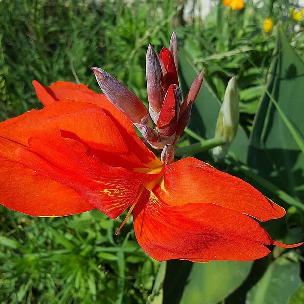 Indisch bloemriet (Canna indica)