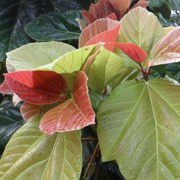 Olifantsoor-vijg (Ficus auriculata)