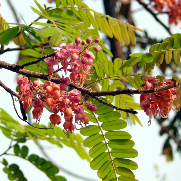 Roze regenboom (Cassia grandis)