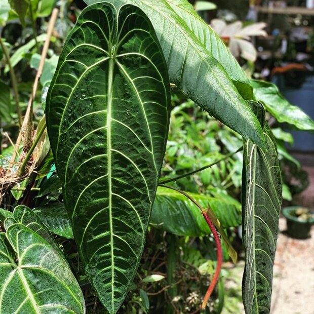 Koninginne-Anthurium (Anthurium warocqueanum)