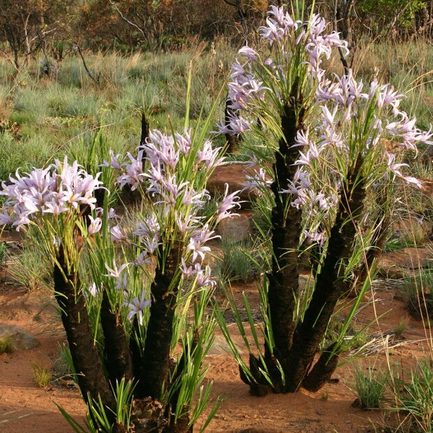 Zwarte lelie (Xerophyta retinervis)