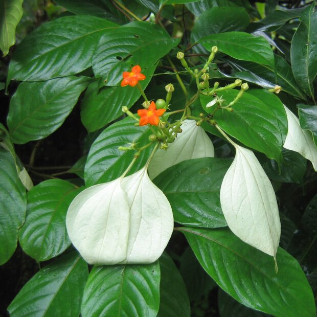 Vlaggenstruik (Mussaenda frondosa)