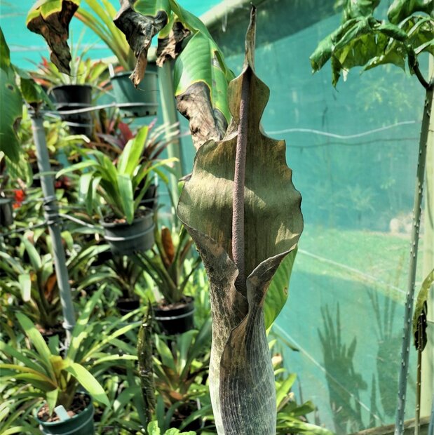 Aronskelk (Amorphophallus tenuistylis)