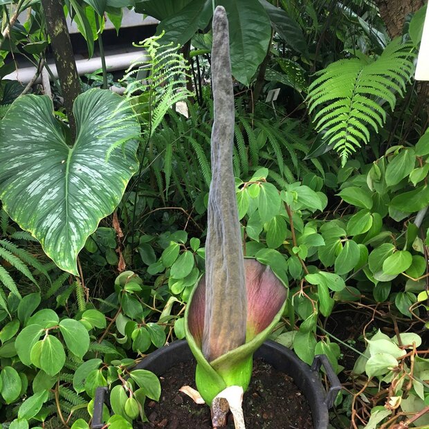 Aronskelk (Amorphophallus lambii)