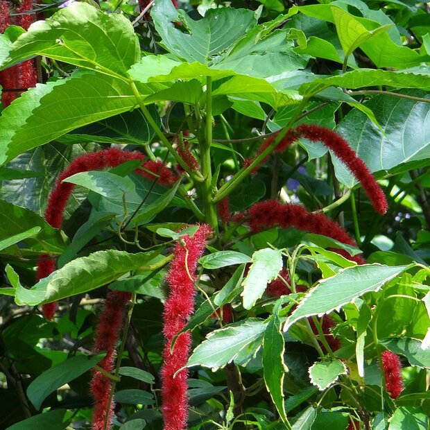 Chenilleplant (Acalypha hispida)