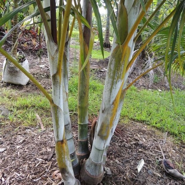 Zandpalm (Dypsis arenarum)