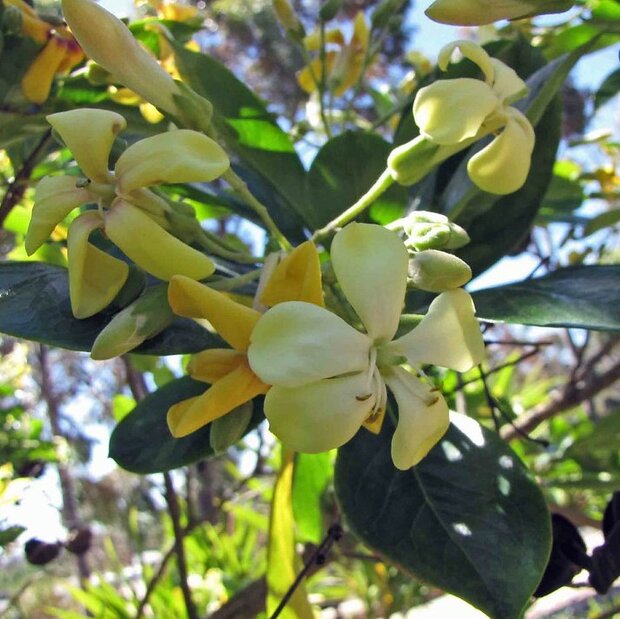 Australische frangipani (Hymenosporum flavum)