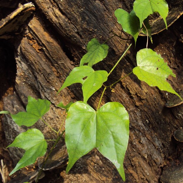 Klimmende orchideeboom (Lasiobema scandens)