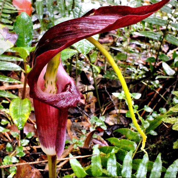Tropische cobralelie (Arisaema filiforme)