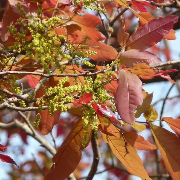 Kusumboom (Schleichera oleosa)