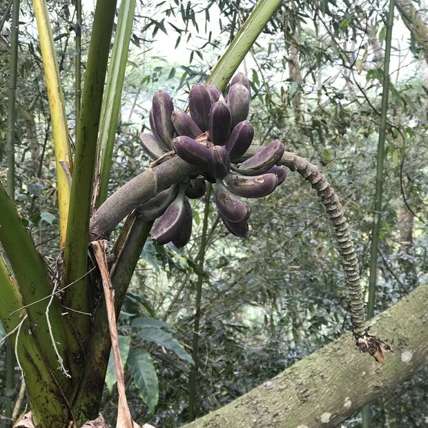 Taiwanese banaan (Musa itinerans var. formosana)