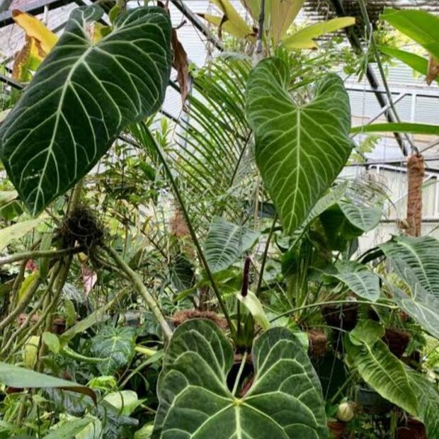 Koninklijke Anthurium (Anthurium regale)