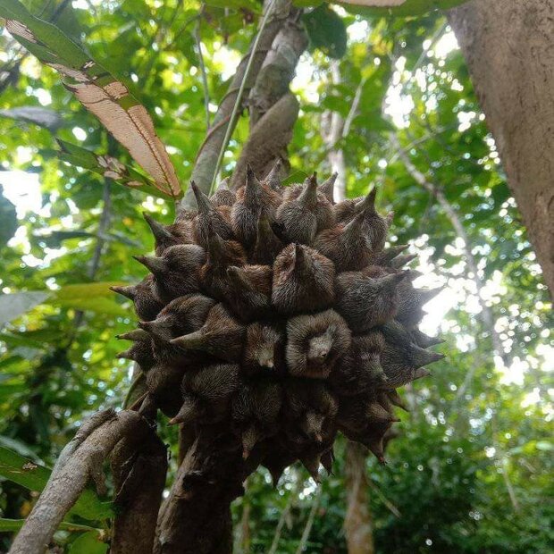 Nanas batu (Phytocrene bracteata)