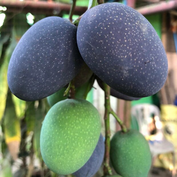 Kasturi mango (Mangifera casturi)
