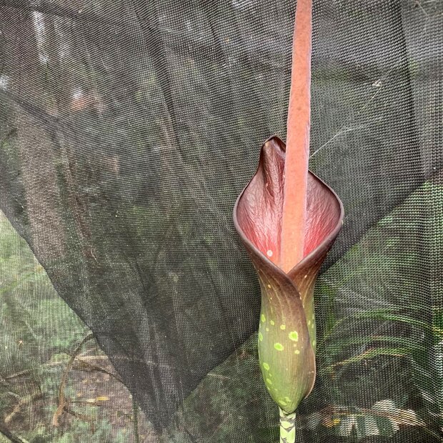 Aronskelk (Amorphophallus borneensis)