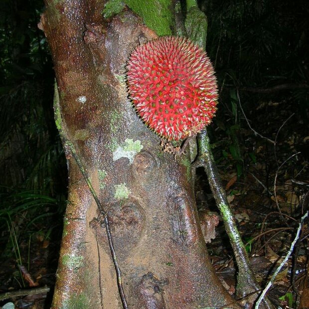 Rode doerian (Durio dulcis)