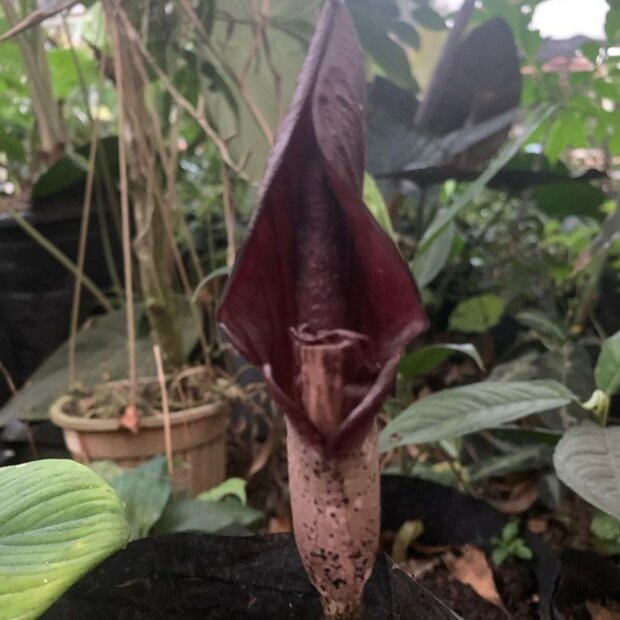 Aronskelk (Amorphophallus costatus)