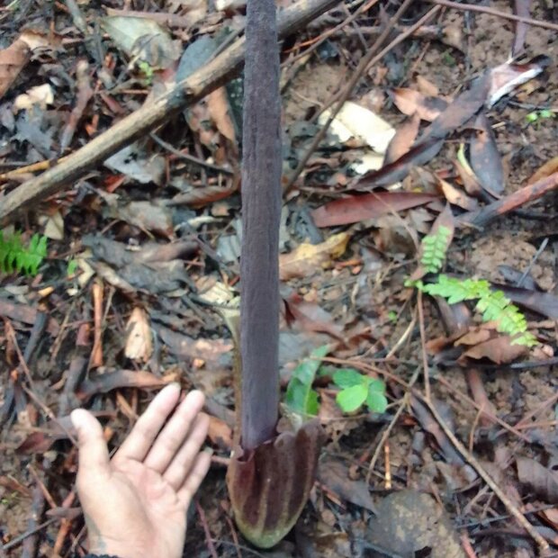 Aronskelk (Amorphophallus plicatus)