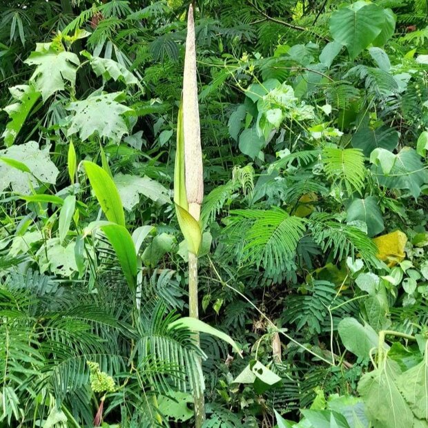 Aronskelk (Amorphophallus asper)