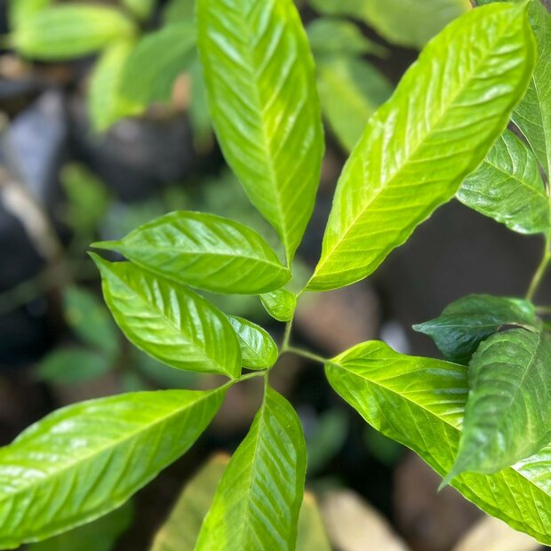 Aronskelk (Amorphophallus discophorus)